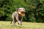 shorthaired Weimaraner puppy