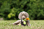 shorthaired Weimaraner puppy