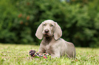 shorthaired Weimaraner puppy