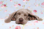 shorthaired Weimaraner puppy