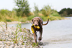 playing shorthaired Weimaraner