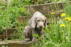 shorthaired Weimaraner puppy