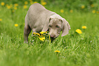 shorthaired Weimaraner puppy