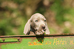 shorthaired Weimaraner puppy