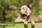 shorthaired Weimaraner puppy