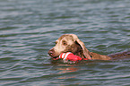 retrieving Weimaraner