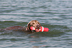 retrieving Weimaraner