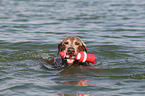 retrieving Weimaraner