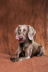 lying shorthaired Weimaraner