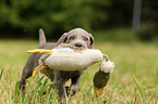 Weimaraner Puppy