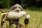 Weimaraner Puppy