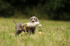 Weimaraner Puppy