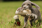 Weimaraner Puppy