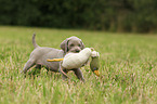 Weimaraner Puppy