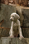 Weimaraner Puppy