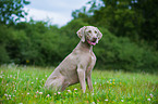 sitting shorthaired Weimaraner