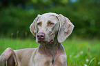 shorthaired Weimaraner portrait