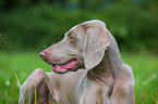 shorthaired Weimaraner portrait