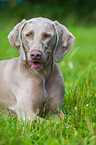 lying shorthaired Weimaraner