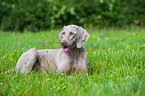 lying shorthaired Weimaraner