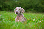 lying shorthaired Weimaraner