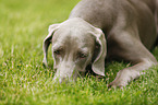 lying shorthaired Weimaraner