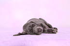 Weimaraner Puppy