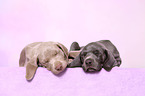 2 Weimaraner Puppies