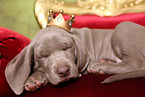 Weimaraner Puppy