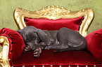 Weimaraner Puppy