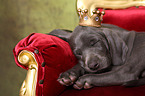 Weimaraner Puppy