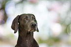 Weimaraner Portrait