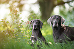 2 Weimaraner