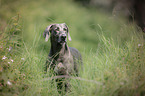 Weimaraner Portrait