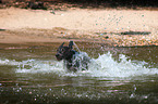 running Weimaraner