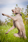 Weimaraner