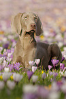 lying Weimaraner