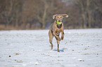 running Weimaraner