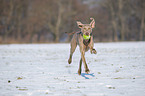 running Weimaraner