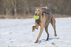 running Weimaraner