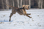 running Weimaraner