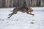 running Weimaraner