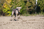 running Weimaraner