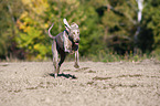 running Weimaraner