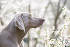 Weimaraner Portrait