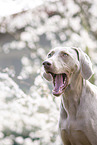 Weimaraner Portrait