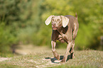 running Weimaraner