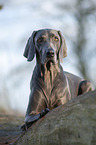 lying blue Weimaraner