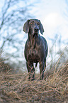 standing blue Weimaraner