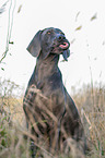 sitting blue Weimaraner